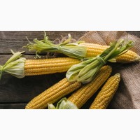 Продам кукурудзу 500 тонн, Черкаська область, Квітки