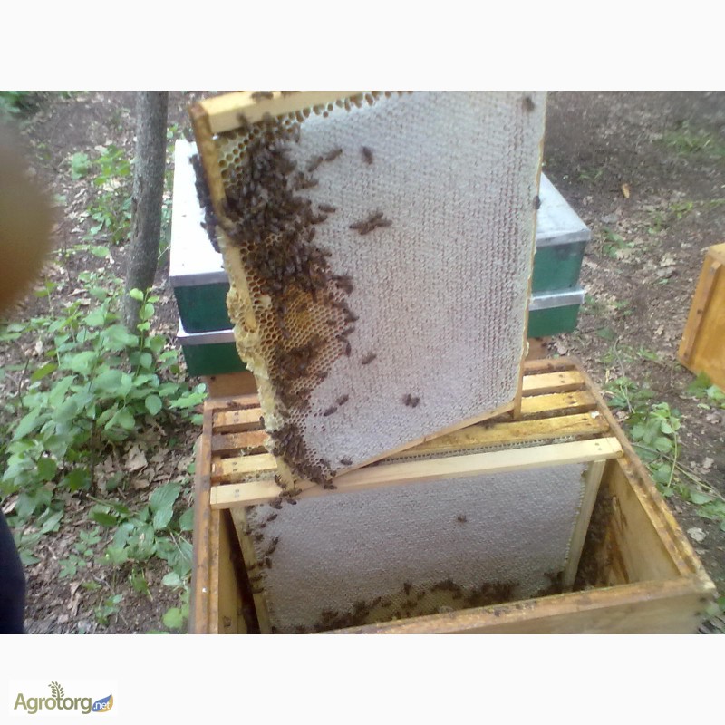 Фото 4. Продам бджолосімї