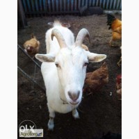 Продается дойная зааненская коза