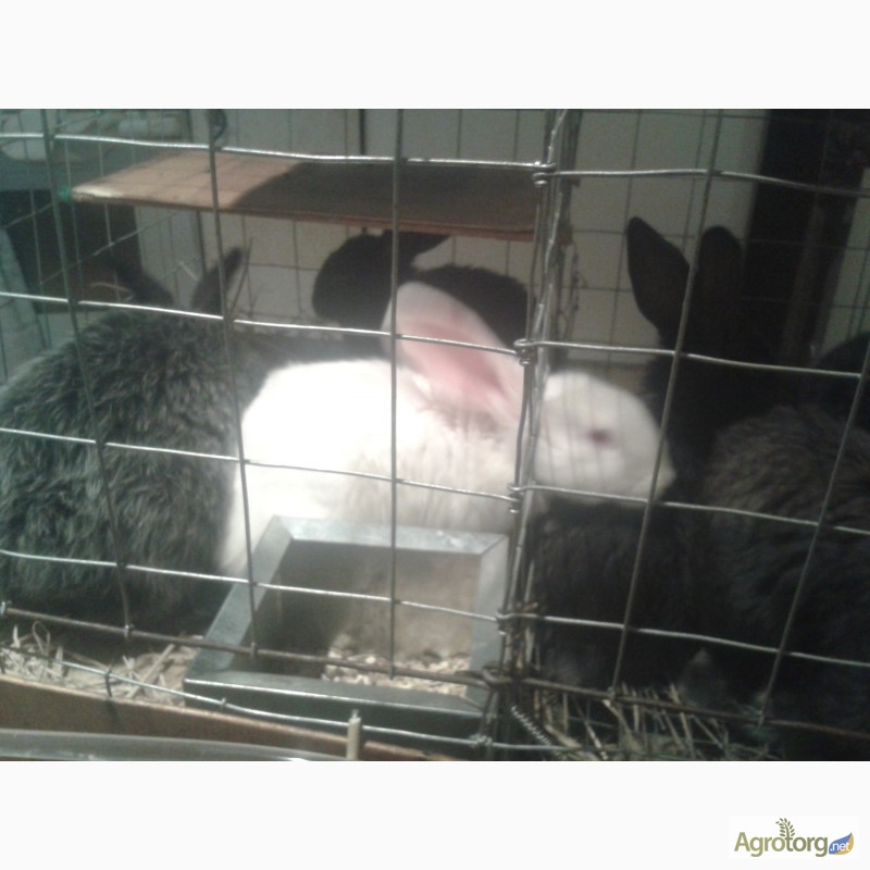 Фото 2. Кролики