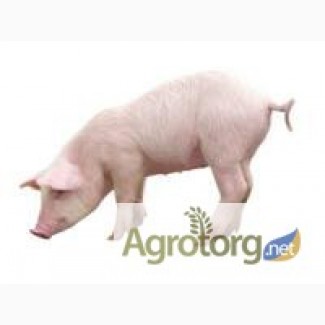 НОВИНКА! БВМД откорм 5% ТМ Стандарт агро премиум СП 19% для свиней от 30 до 110 кг