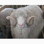 Продам племенных овцематок на развод. Асканийский меринос