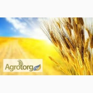 К У П Л Ю: зерновые (пшеницу, ячмень, кукурузу) и масличные культуры, Украина