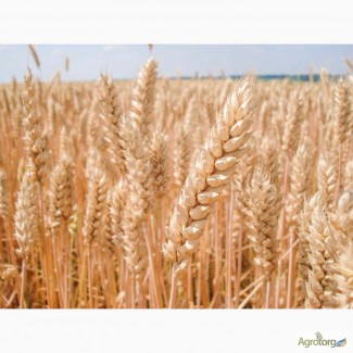 Озимая пшеница балатон, мидас, галлио, роланд