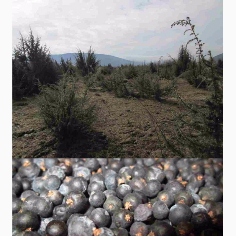 Фото 3. Можжевельник Juníperus ягоды 2017 года горный Карпат