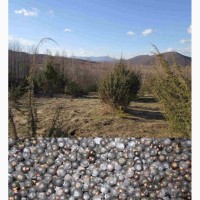 Можжевельник Juníperus ягоды 2017 года горный Карпат