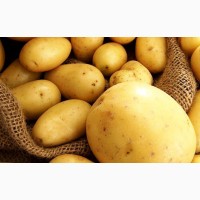 Продам семенной картофель Ривьера