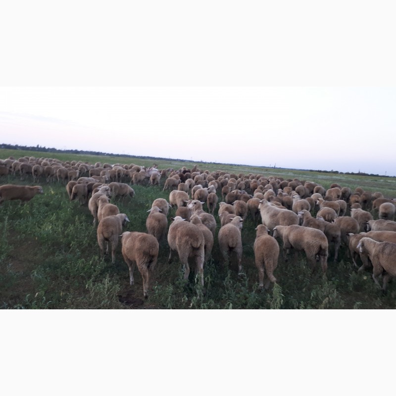 Срочно продам стадо овец Меренос-Асканийский 230 голов, Николаев