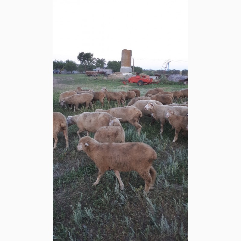 Фото 2. Срочно продам стадо овец Меренос-Асканийский 230 голов, Николаев
