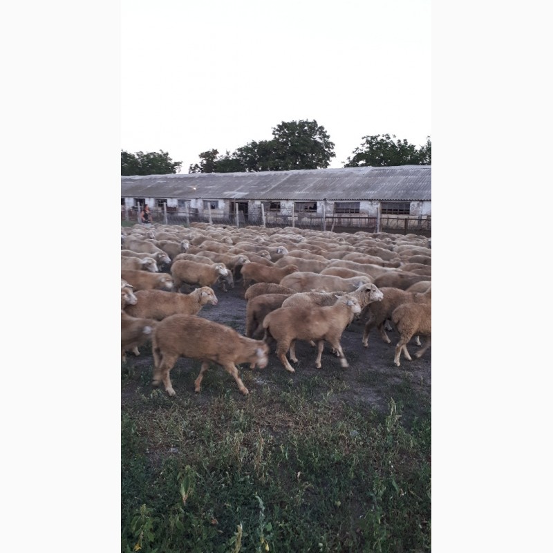 Фото 3. Срочно продам стадо овец Меренос-Асканийский 230 голов, Николаев