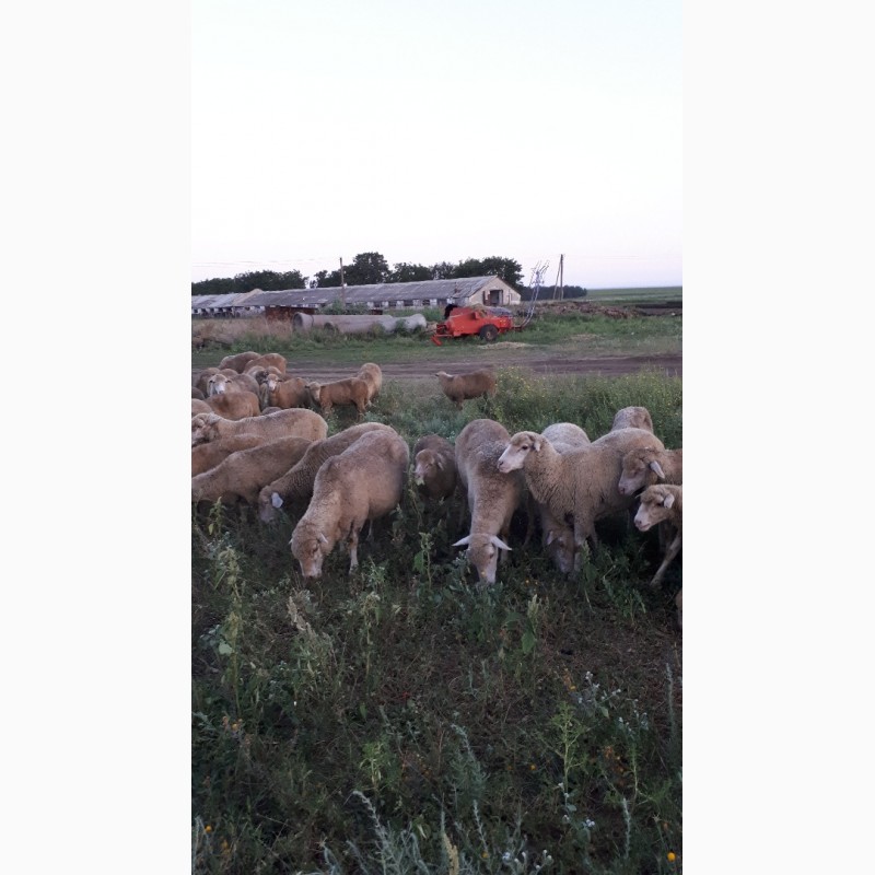 Фото 4. Срочно продам стадо овец Меренос-Асканийский 230 голов, Николаев