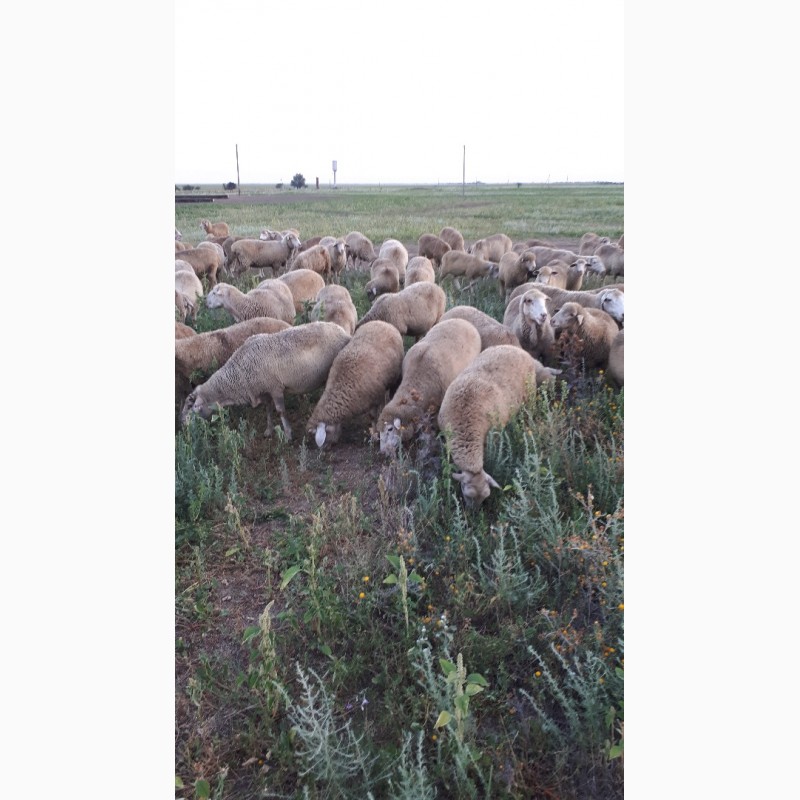 Фото 5. Срочно продам стадо овец Меренос-Асканийский 230 голов, Николаев