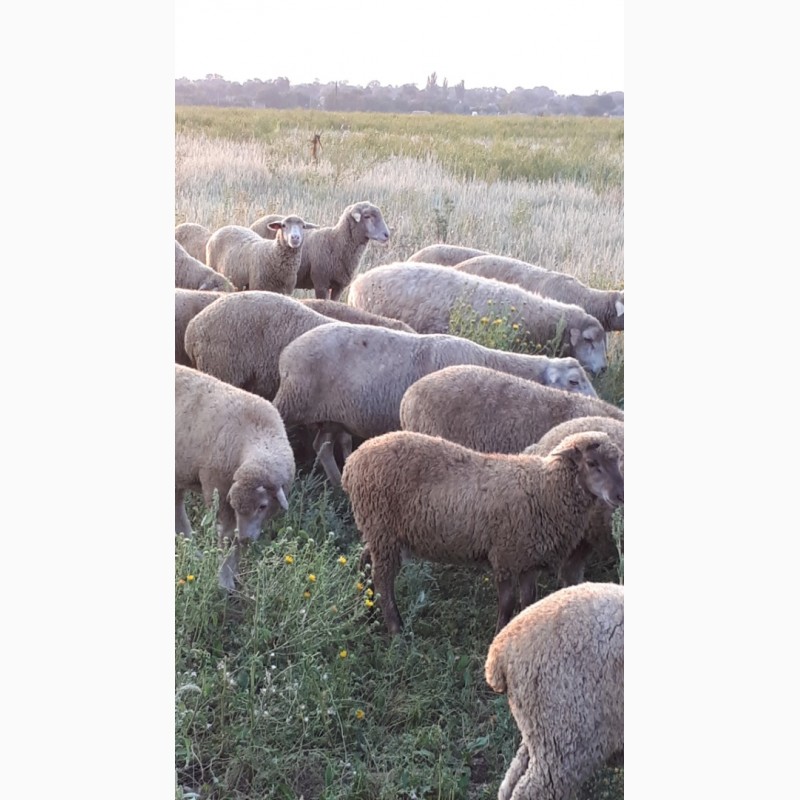 Фото 6. Срочно продам стадо овец Меренос-Асканийский 230 голов, Николаев
