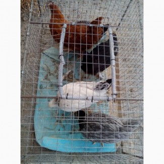 Продам курчата підрощені породи ДОМІНАНТ 2 місяці
