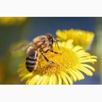 Продам бджолопакети 140-150 штук