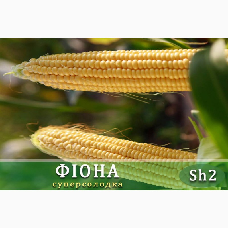 Фото 6. Семена сладкой кукурузы Фиона (Солодка Мрия) F1 Sh2 Мнагор, 20000, кукурудза