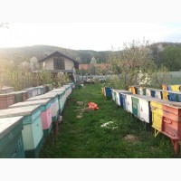 Продам пчелосемьи вмести с ульями