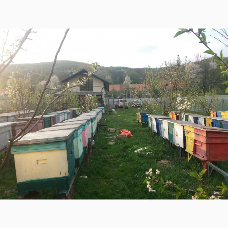 Фото 5. Продам пчелосемьи вмести с ульями