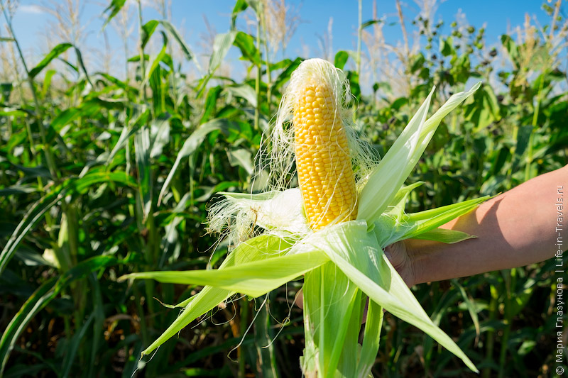 Фото 2. Закупка кукурузы крупным оптом по Украине