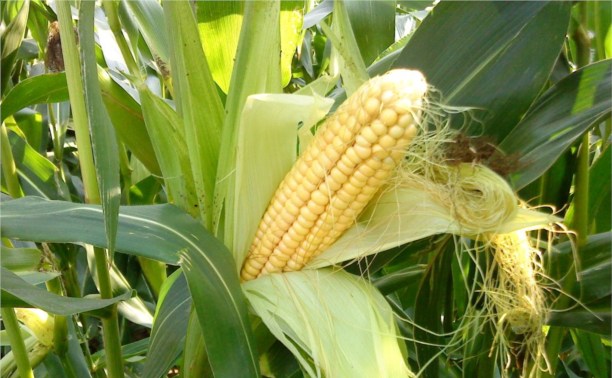 Фото 3. Закупка кукурузы крупным оптом по Украине