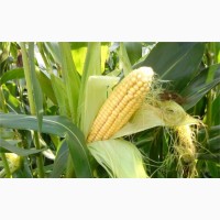 Закупка кукурузы крупным оптом по Украине
