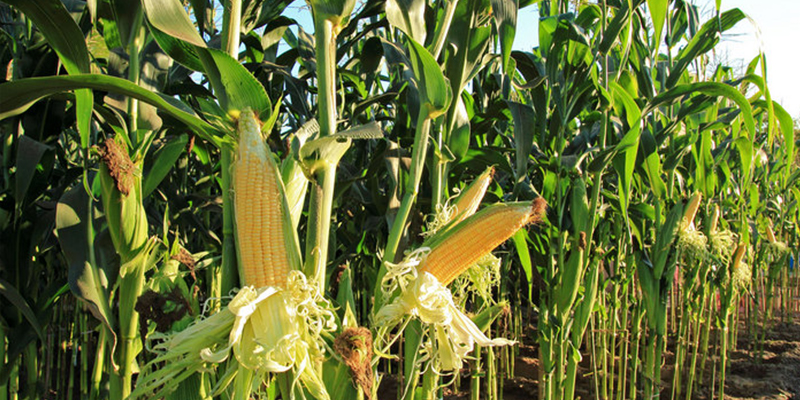 Фото 4. Закупка кукурузы крупным оптом по Украине
