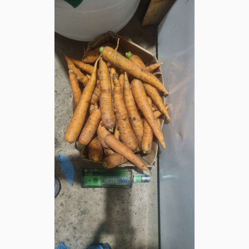 Фото 2. Продам морковь від фермера з 5 тонн