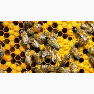 Медопродукти, бджоли, рої, вулики, відводки
