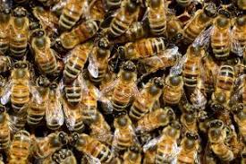 Фото 2. Медопродукти, бджоли, рої, вулики, відводки