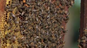 Фото 3. Медопродукти, бджоли, рої, вулики, відводки