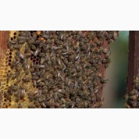 Медопродукти, бджоли, рої, вулики, відводки