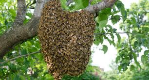 Фото 4. Медопродукти, бджоли, рої, вулики, відводки