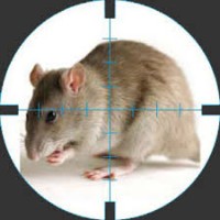Уничтожение крыс и мышей в Киеве и Киевской области по системе HACCP