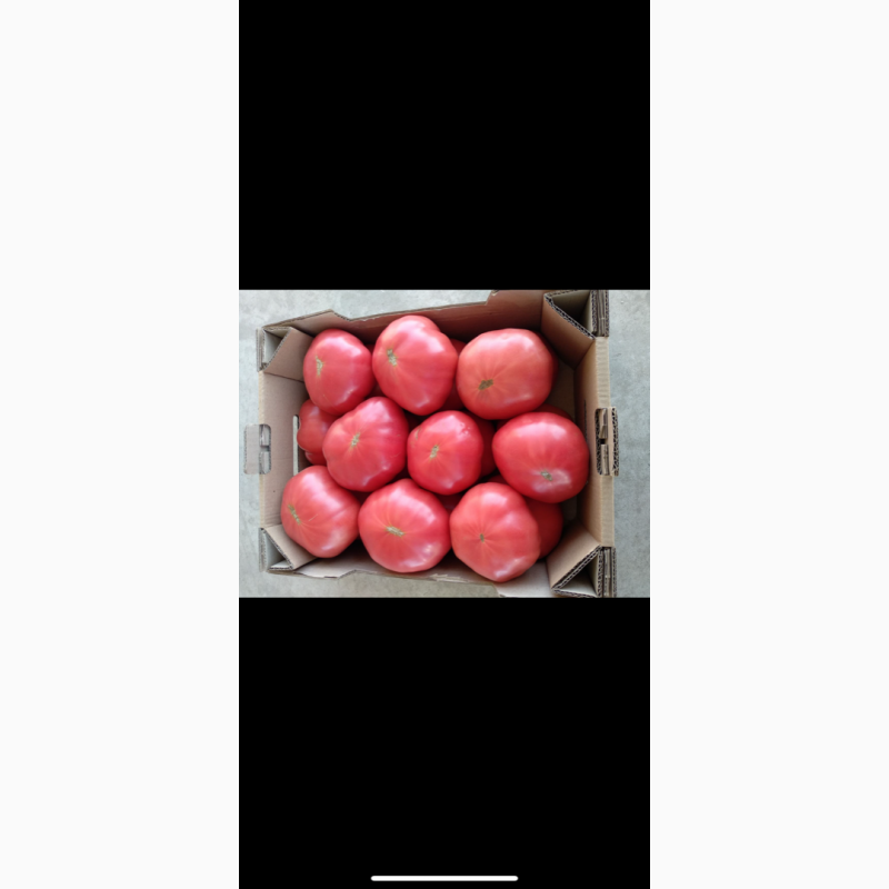 Фото 2. Продам огурец и помидоры