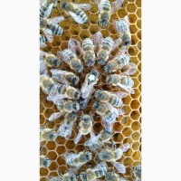 Бджоломатки Української степової породи F1 (пчеломатки)