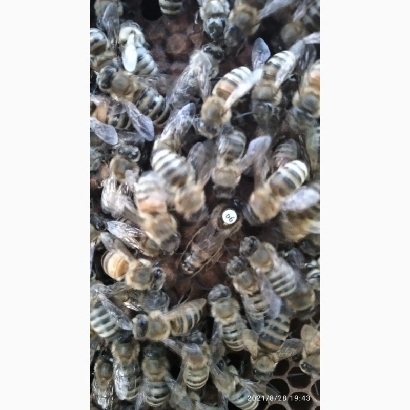 Фото 2. Бджоломатки Української степової породи F1 (пчеломатки)