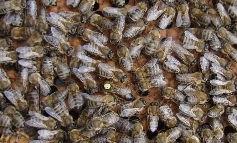 Фото 3. Бджоломатки Української степової породи F1 (пчеломатки)