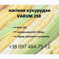 Насіння кукурудзи VARUM 250