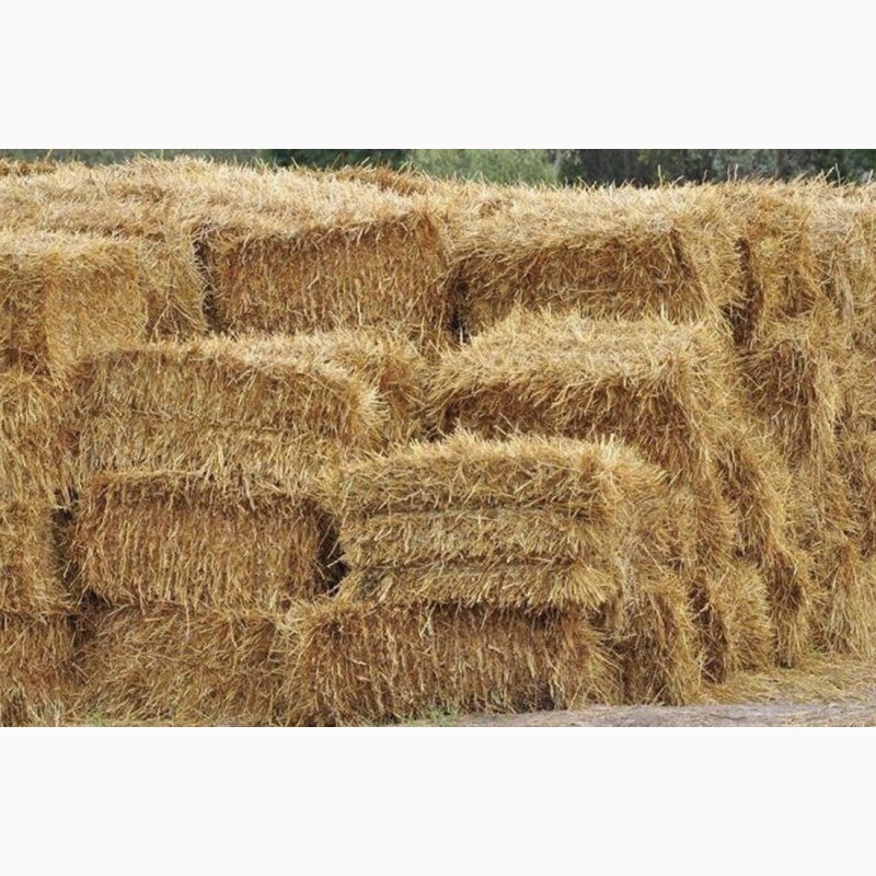 Продам солому Пшеничную в тюках - Укос 2022 года 450-600 тон .