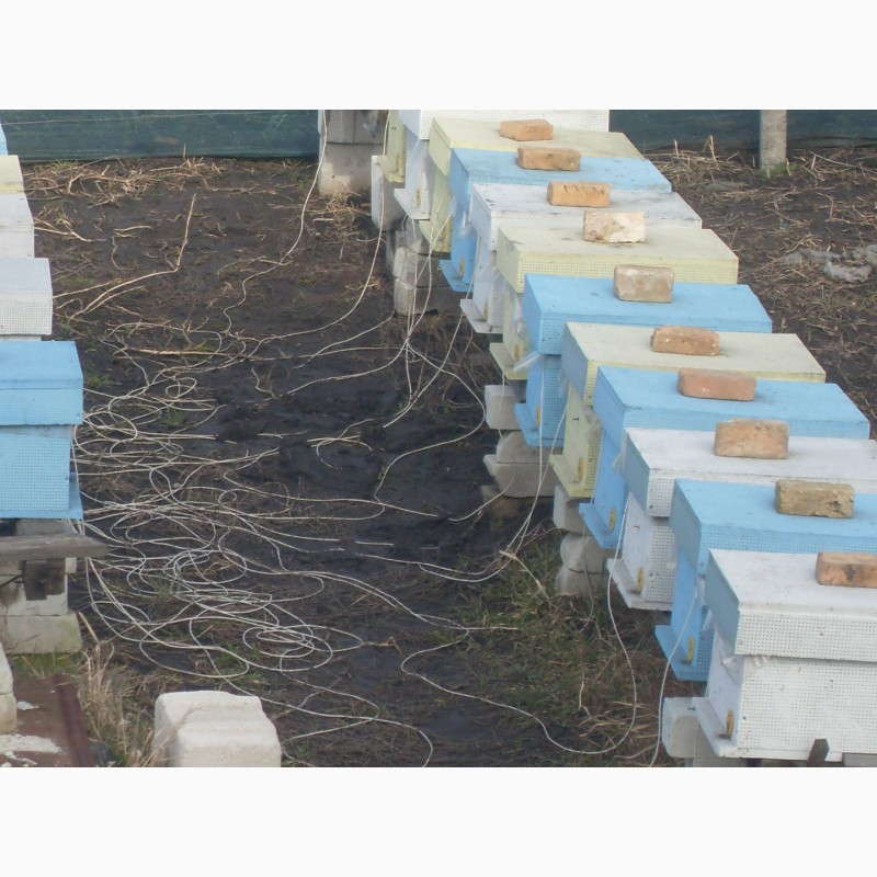 Фото 2. Бджолопакети бджоли пакети пчелы Карніка на 230 рамках Рута (6 рамок)