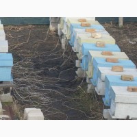 Бджолопакети бджоли пакети пчелы Карніка на 230 рамках Рута (6 рамок)