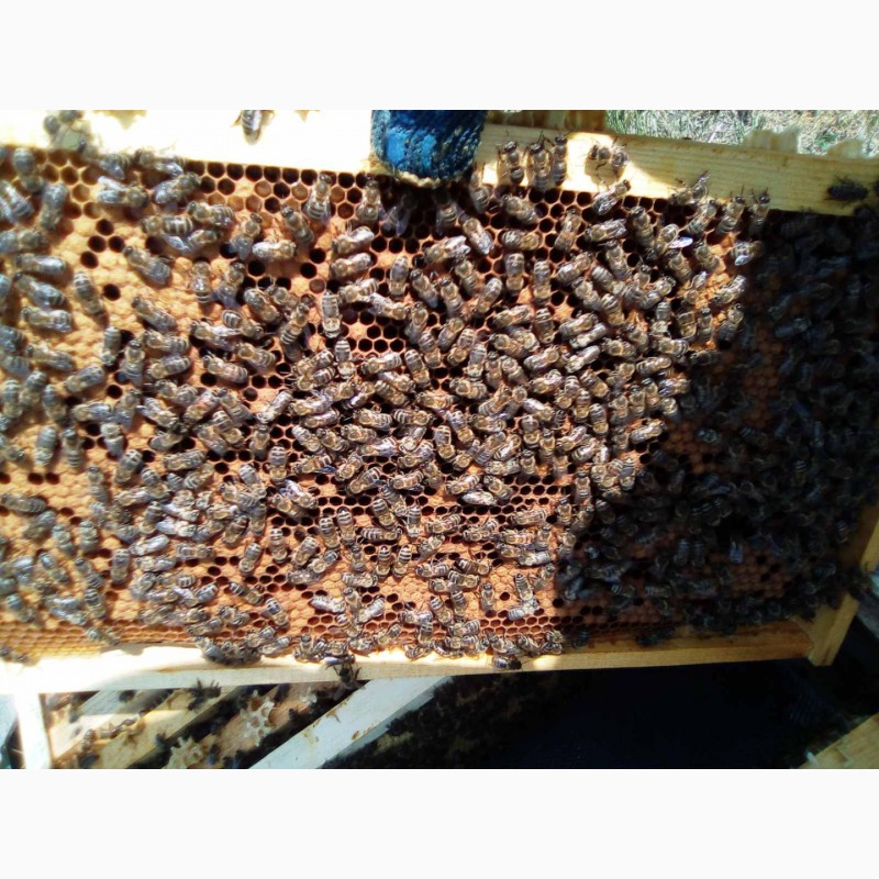 Фото 3. Бджолопакети бджоли пакети пчелы Карніка на 230 рамках Рута (6 рамок)