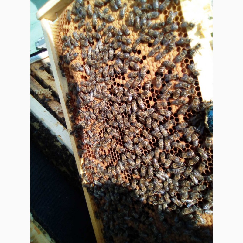 Фото 4. Бджолопакети бджоли пакети пчелы Карніка на 230 рамках Рута (6 рамок)