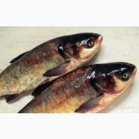 Продажа живой рыбы оптом, толстолобик пёстрый (зарыбок) 250-300 грамм