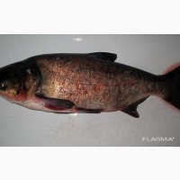 Продажа живой рыбы оптом, толстолобик пёстрый (зарыбок) 250-300 грамм
