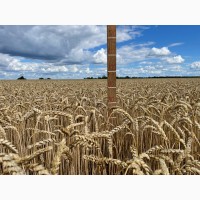 Пшениця м#039;яка озима Муза білоцерківська, еліта