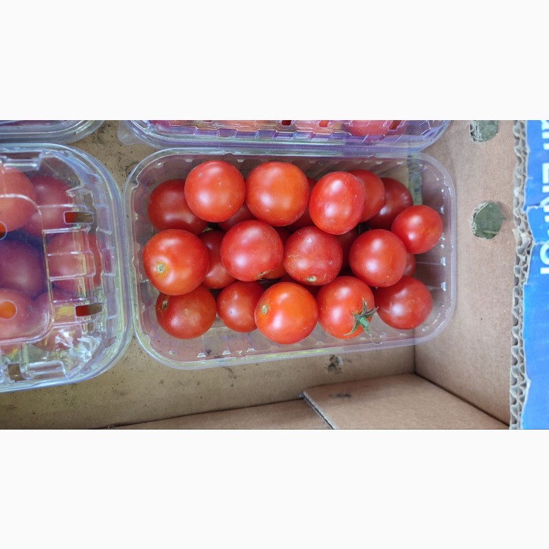 Фото 2. Продам томат чері сакура