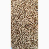 Продам просо жёлтое (Panicum miliaceum)- 900т., б/н или $, производитель