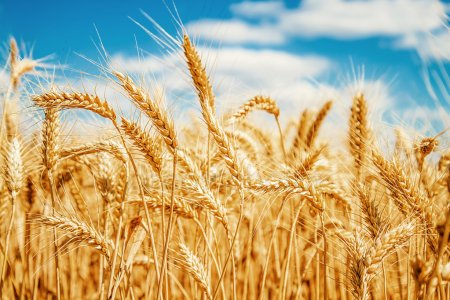 Фото 2. Урожай 2023. Купим пшеницу оптом