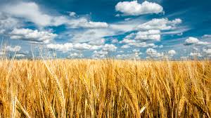 Фото 3. Урожай 2023. Купим пшеницу оптом